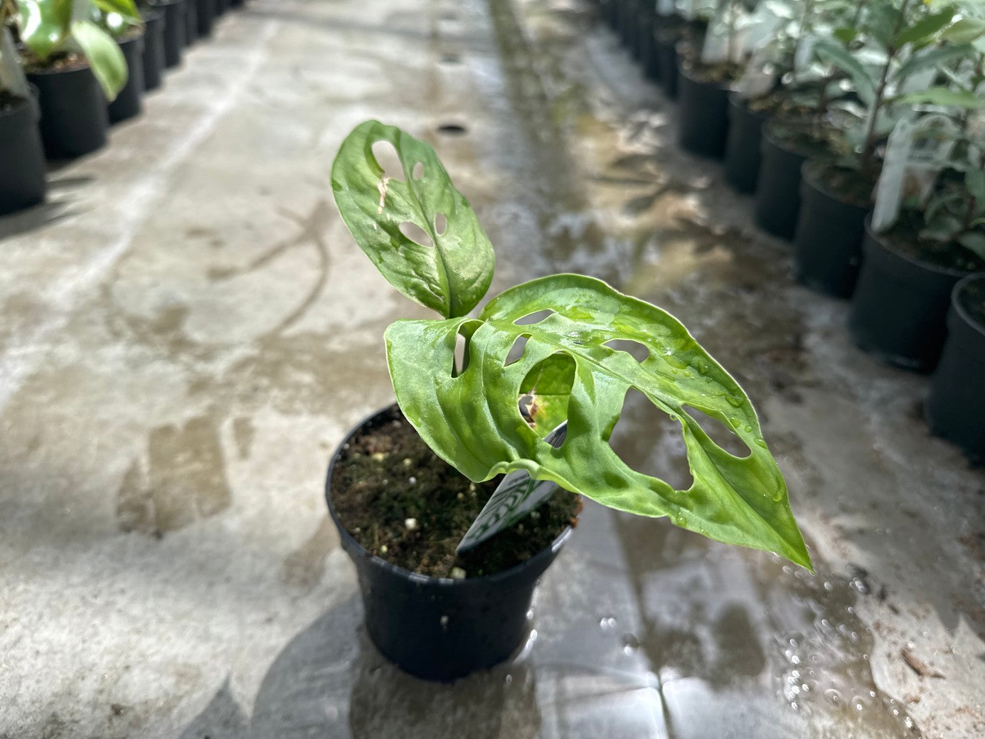 Monstera Esquelito 4"