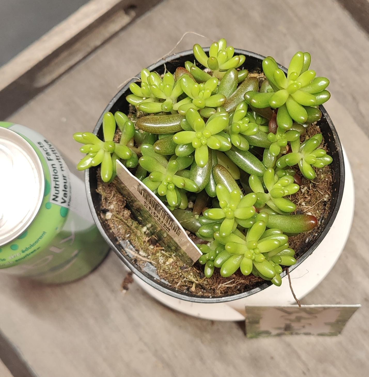 Sedum Jelly Bean