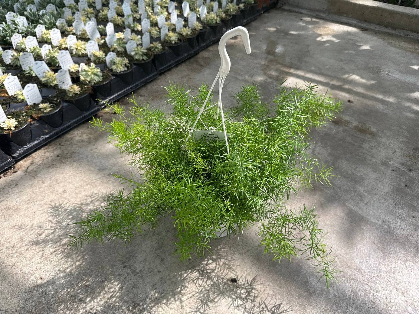 Foxtail Fern