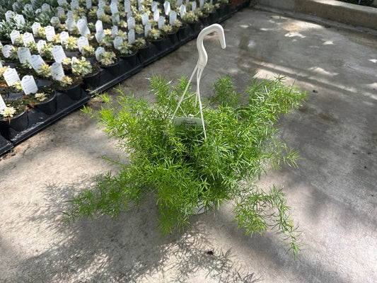 Foxtail Fern