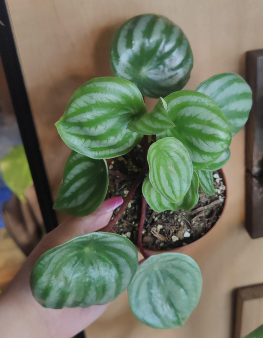 Peperomia Watermelon