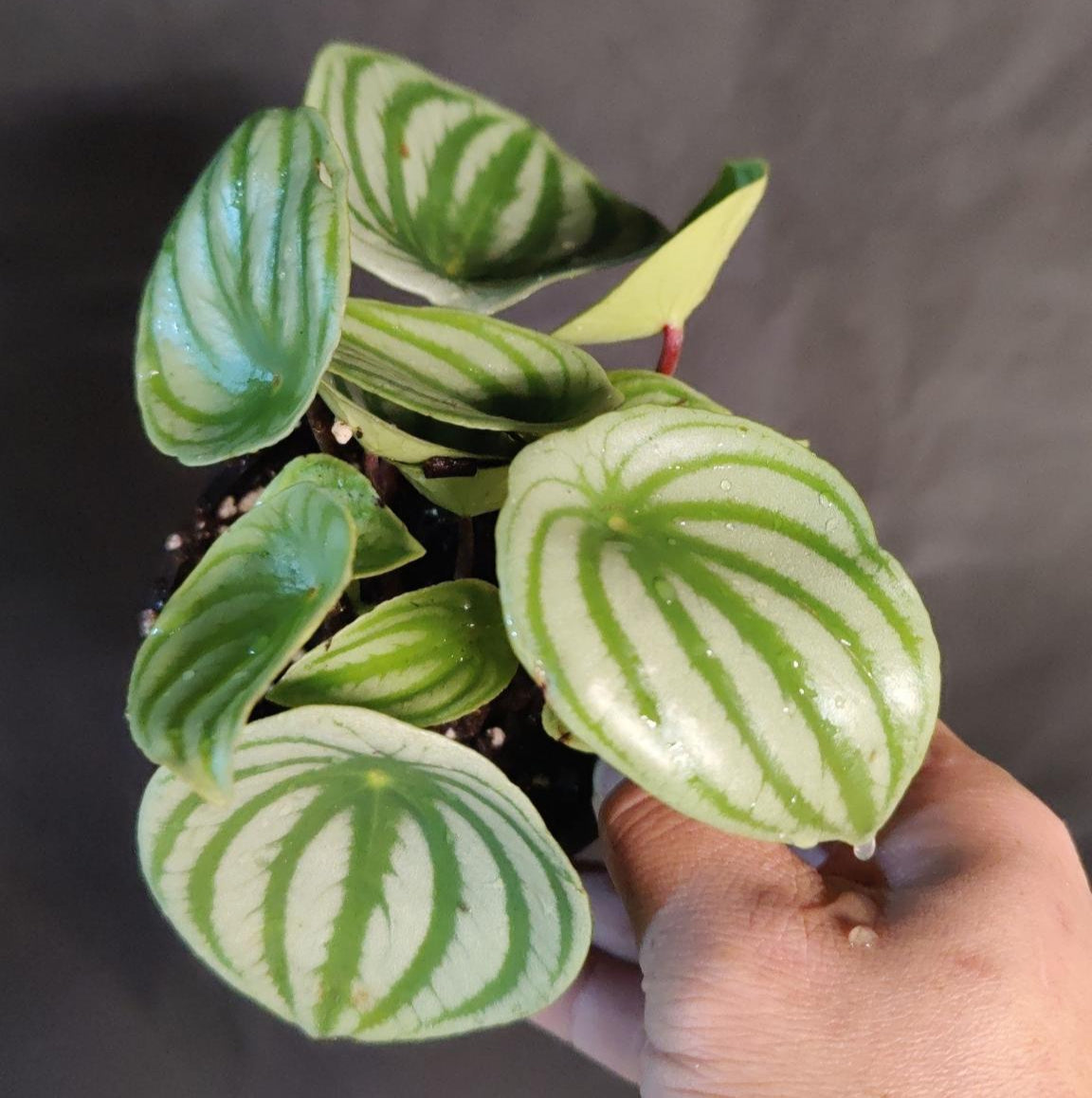 Peperomia Watermelon