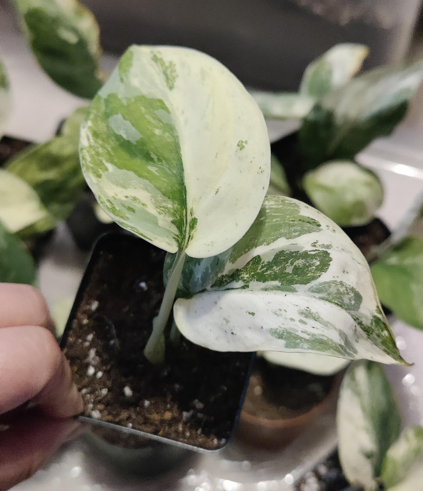 Scindpsus Variegated Dark Splash Propagation