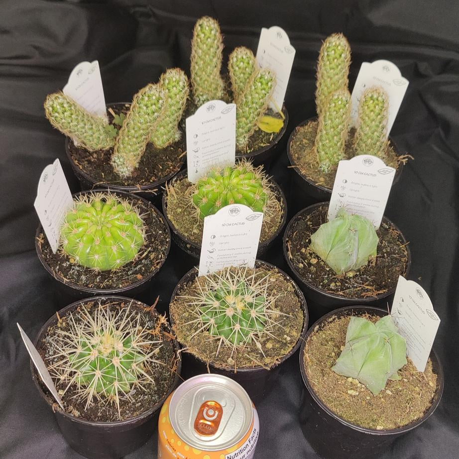 Cactus Assorted