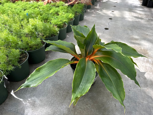 Philodendron Fire Flash