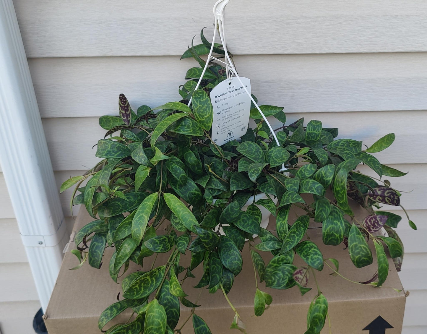 Lipstick Plant Black Pagoda