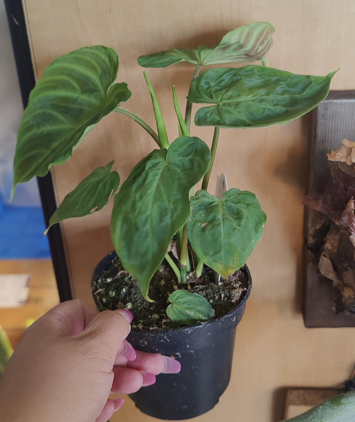Philodendron Verrucosum Ecuador 4"