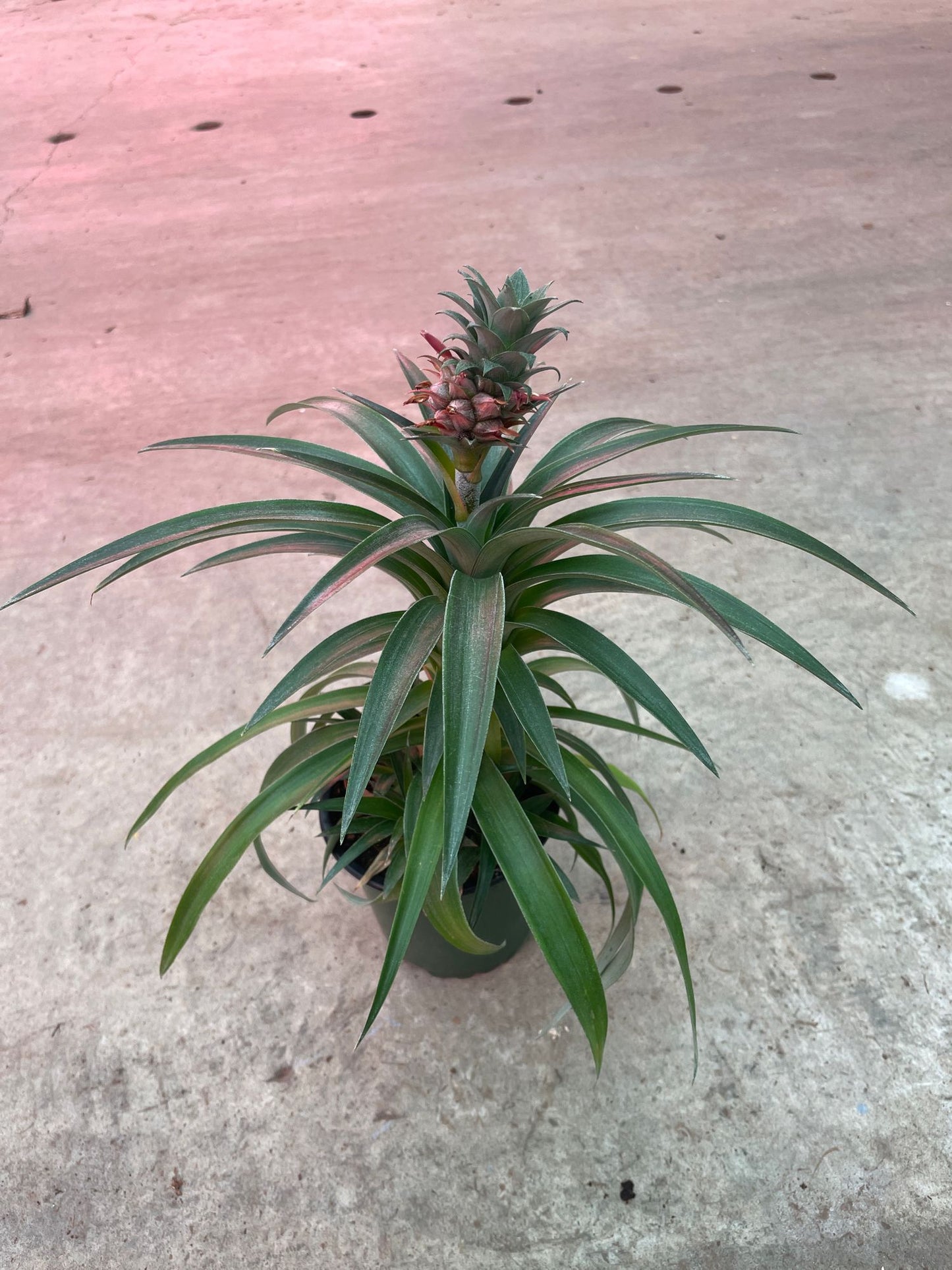 Pineapple Plant