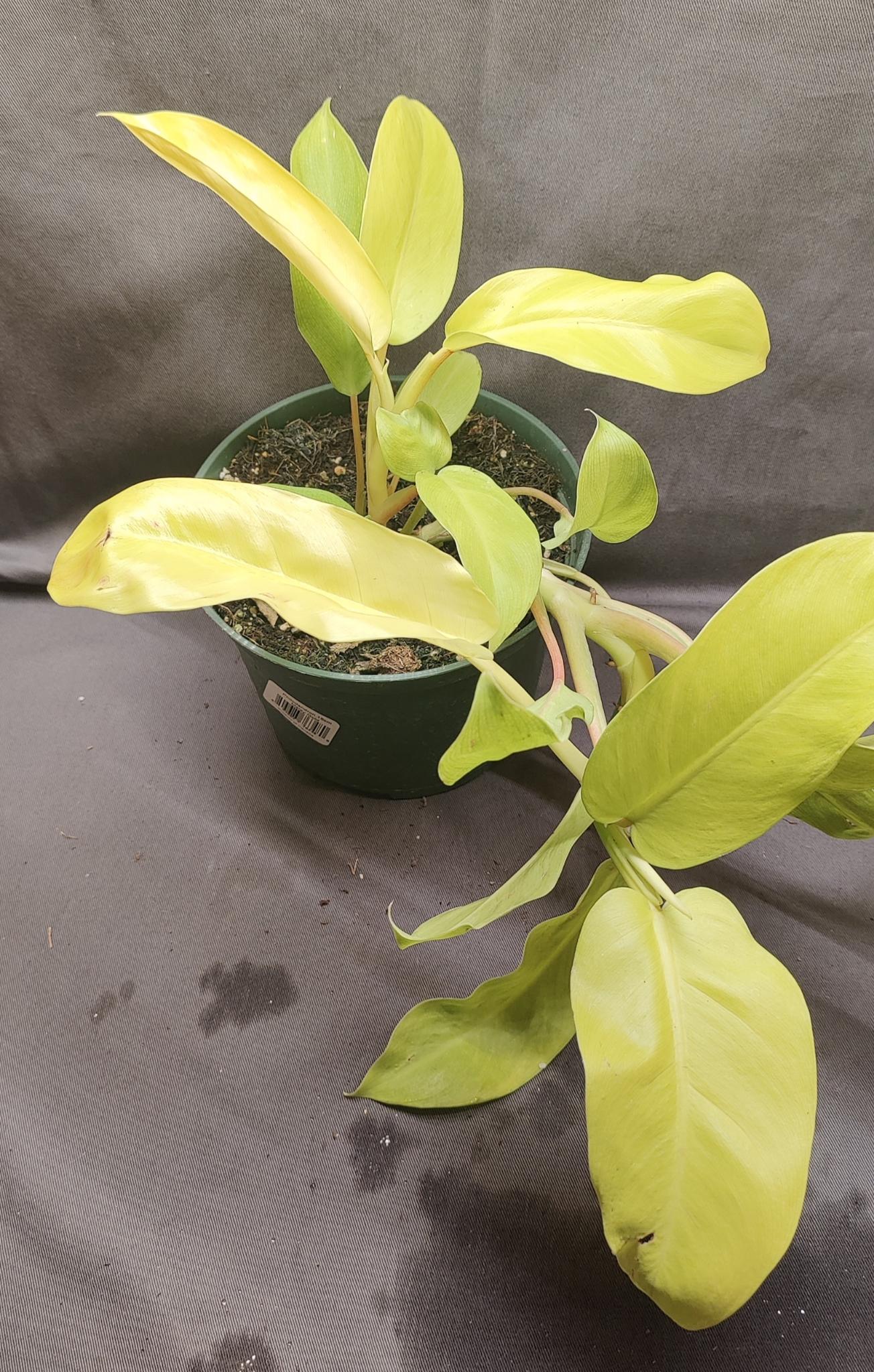 Philodendron Malay Gold