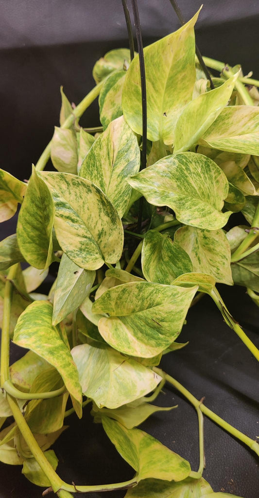 Pothos Golden Hawaiian