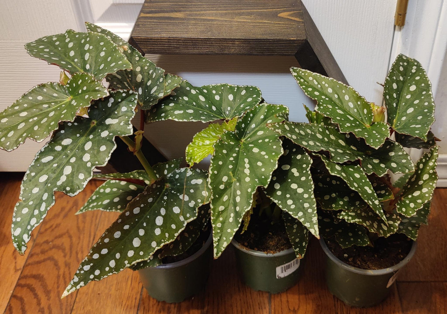 Begonia Maculata Polka Dot