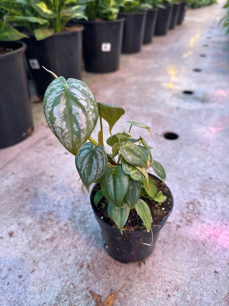 Philodendron Brandi Silver Leaf (Brandtianum) 4"