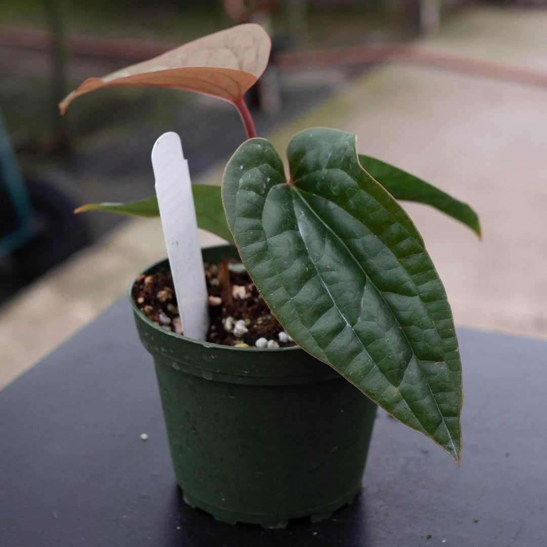 Anthurium Radicans x Luxurians