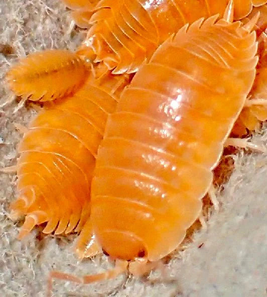 Porcellio Laevis Orange