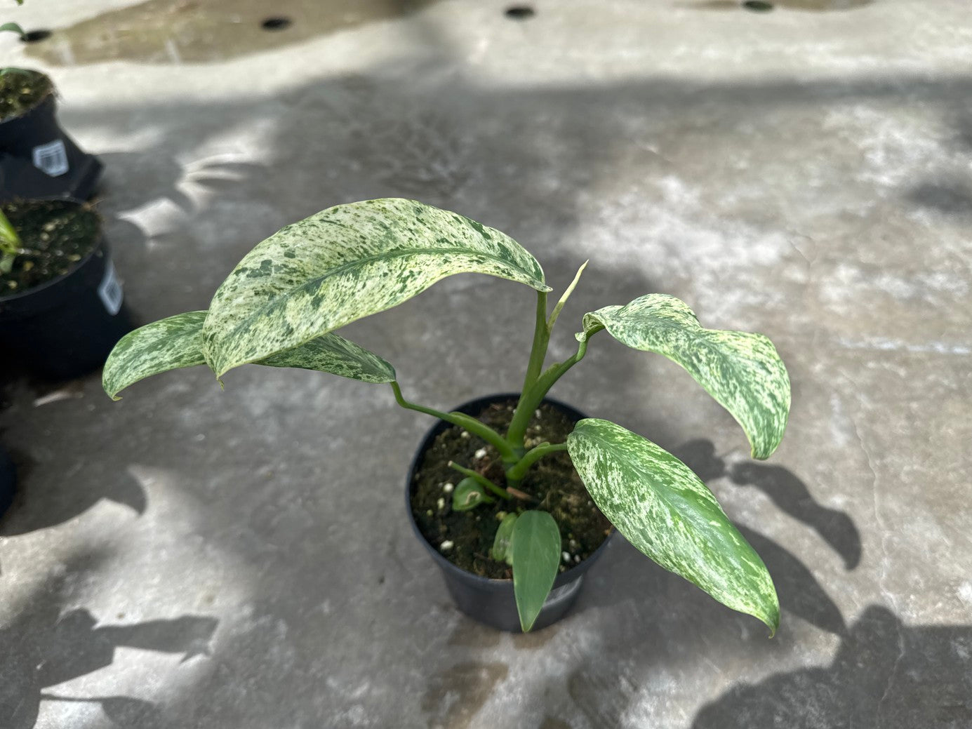 Epipremnum Giganteum Variegated