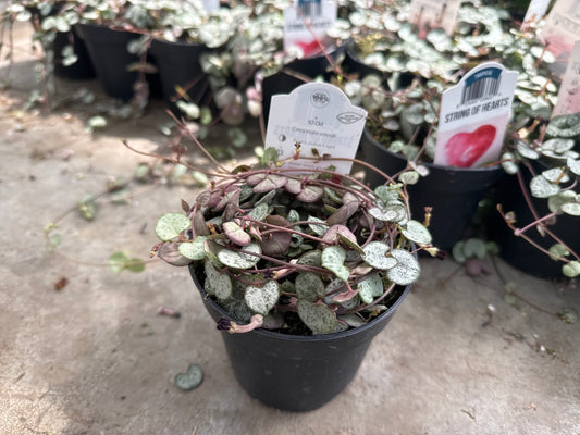 String of Hearts