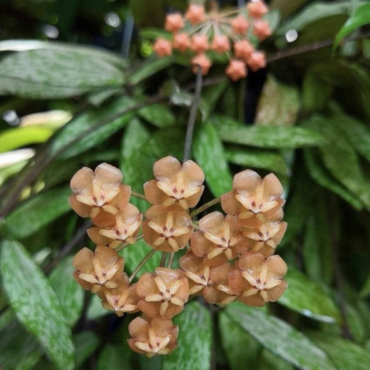Hoya Sigillatis*