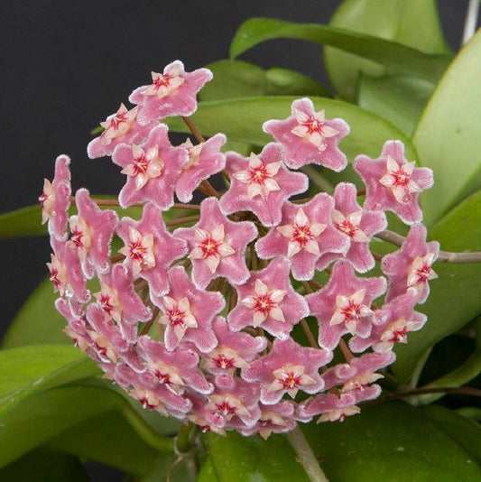 Hoya Skinneriana (Large)