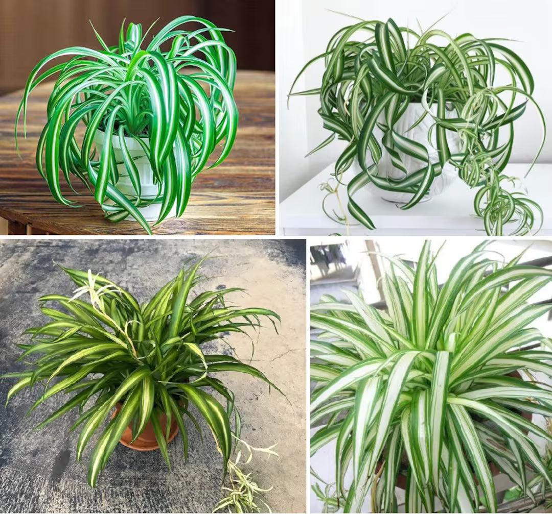 Spider Plant Varieties