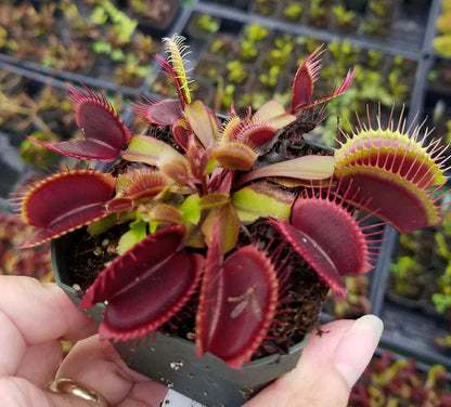 Venus Fly Traps