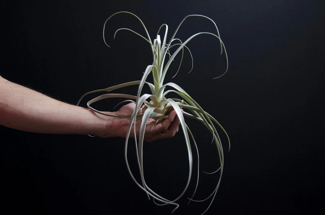 Air Plants