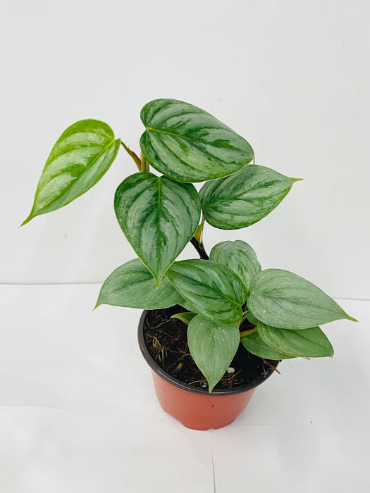 Philodendron Sodiroi Ornatum Giant Silver 4"