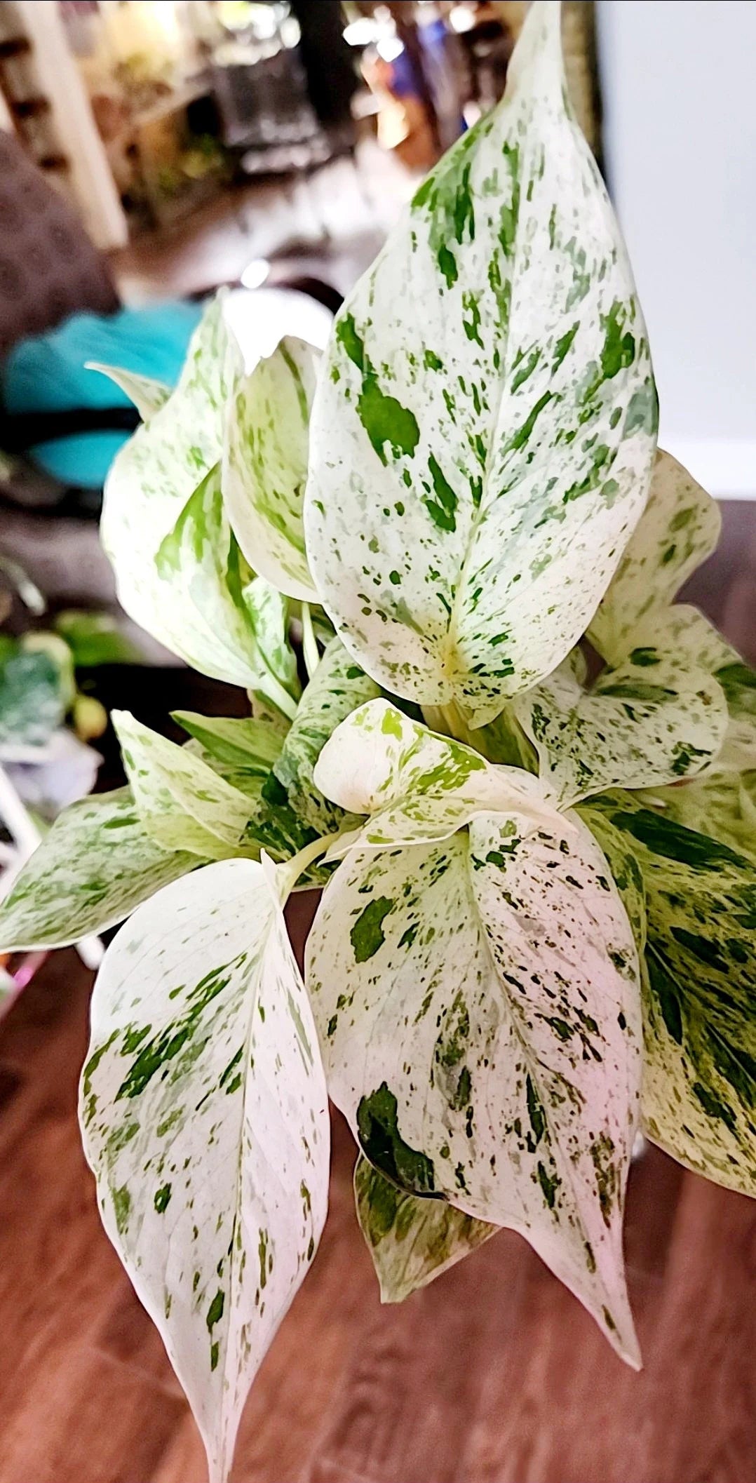 Pothos Snow Queen