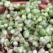 String of Pearls Marble 4" pot