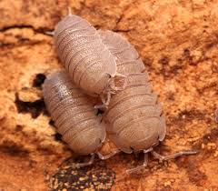 Armadillidium Sandstone