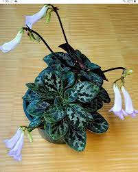 Primulina yungfuensis