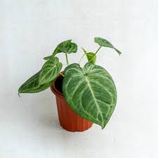 Arrowhead Plant Frosted Heart (Syngonium) 4" pot