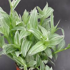 Tradescantia Assorted