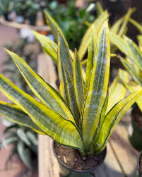 Snake Plant Lauren