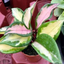 Hoya Exotica Tricolour aka The Princess