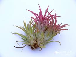 Air Plants