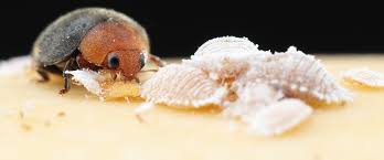 Cryptolaemus Montrouzieri (Mealybug Destroyer)