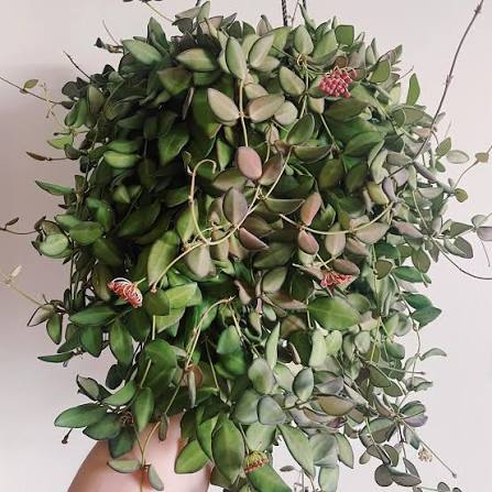 Hoya Burtoniea