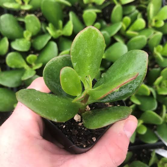 Jade Plant