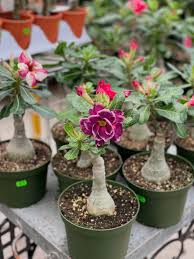 Desert Rose
