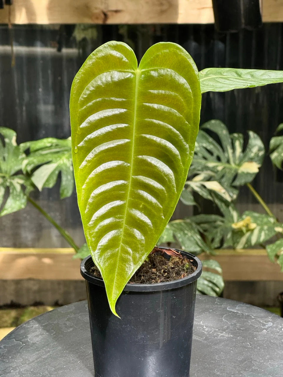 Anthurium King Veitchii