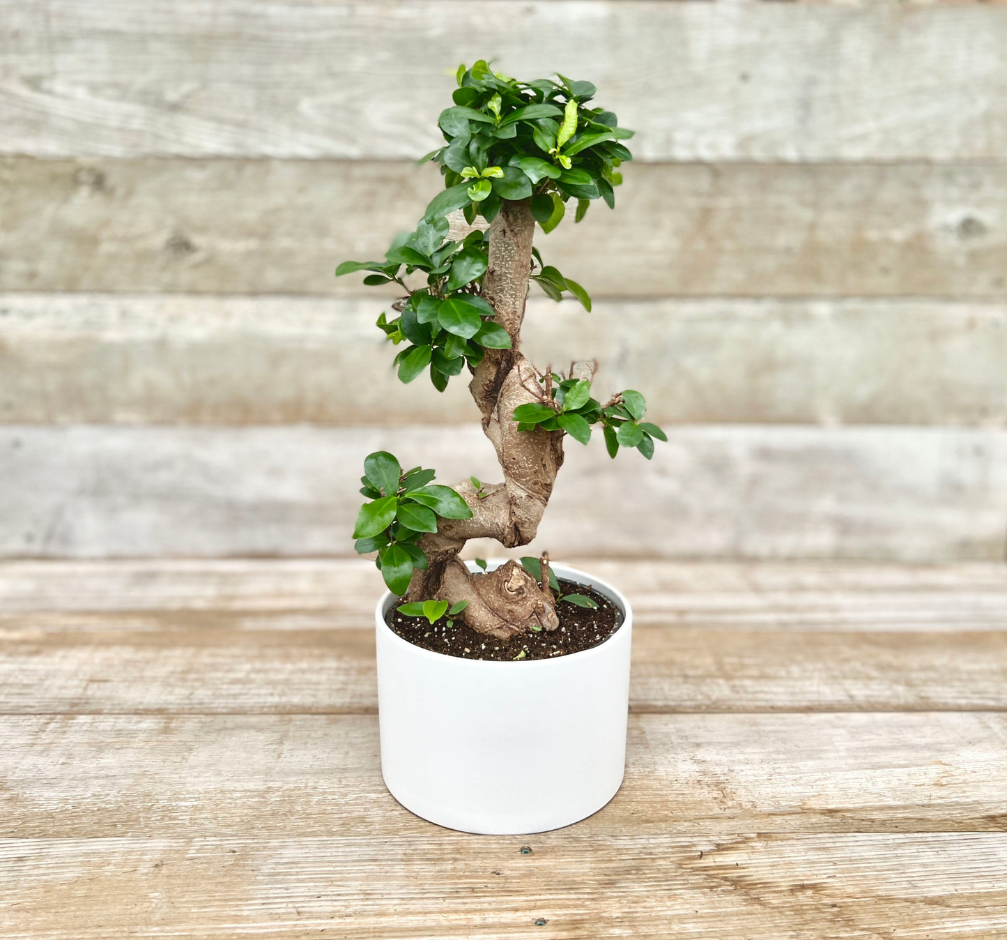 Bonsai Ficus S-Shape With Ceramic Pot