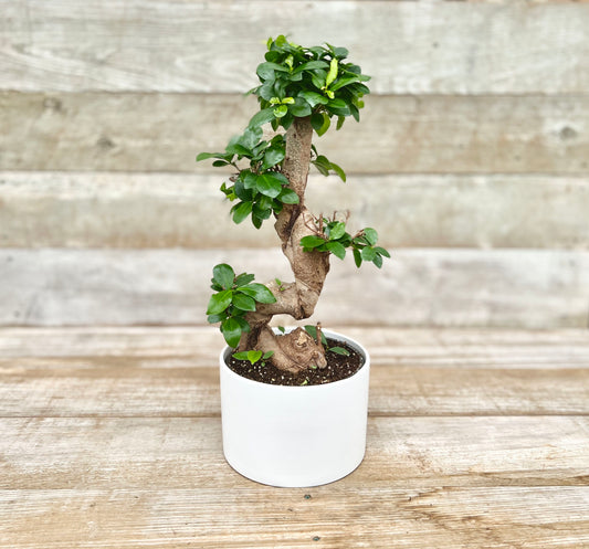Bonsai Ficus S-Shape With Ceramic Pot