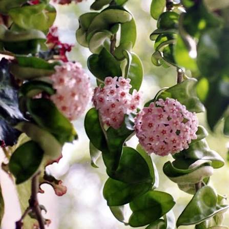 Hoya Krinkle Kurl