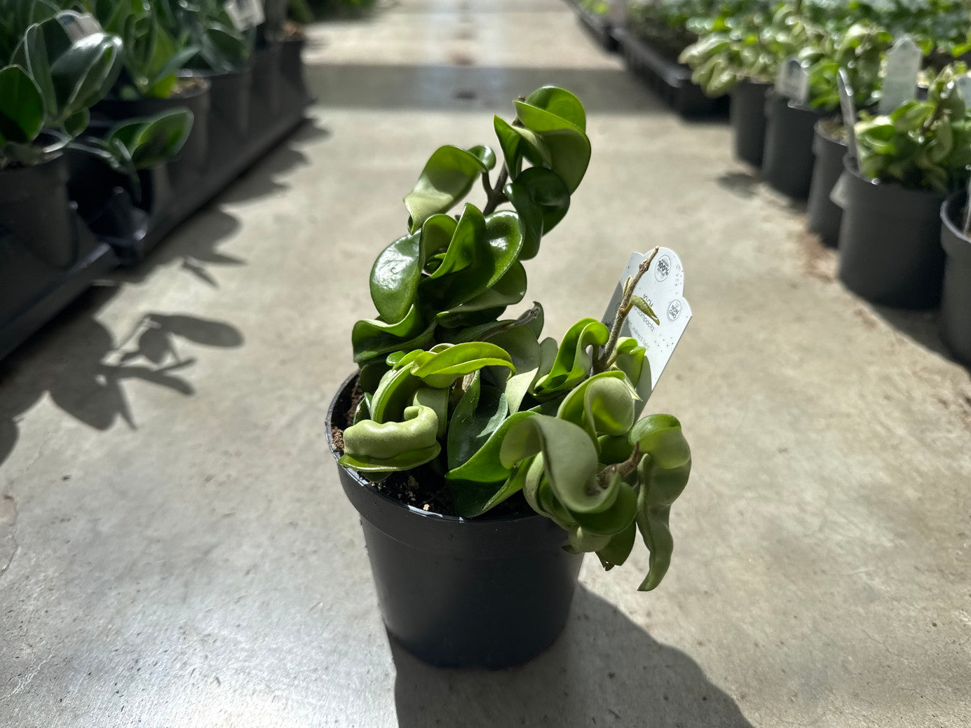 Hoya Krinkle Kurl