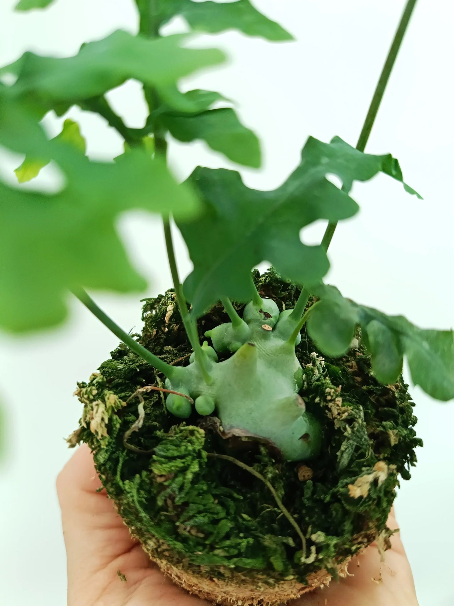 *Rare* Deparioides Ant Fern