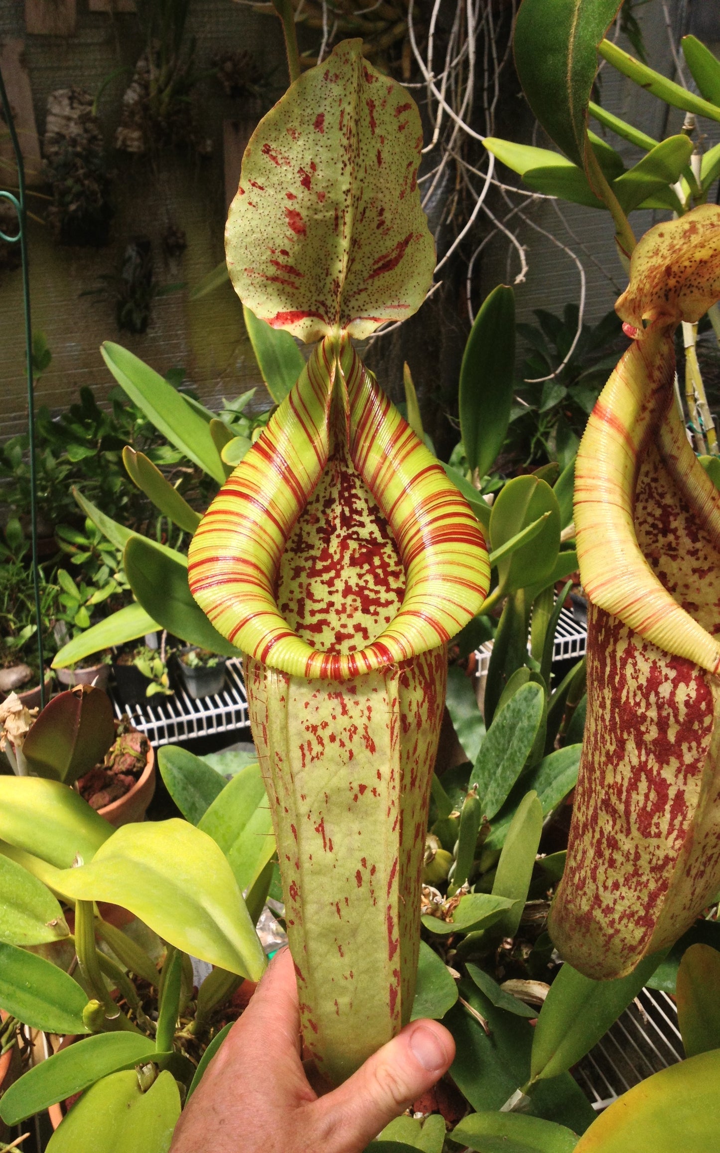 Nepenthes Dyeriana