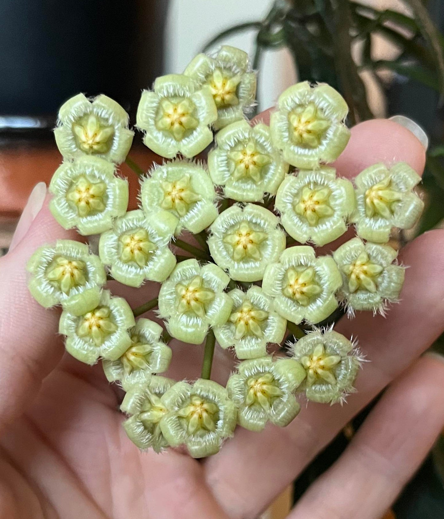 Hoya Mirabilis*