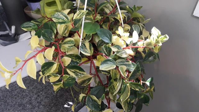 Peperomia European Trailing 4"