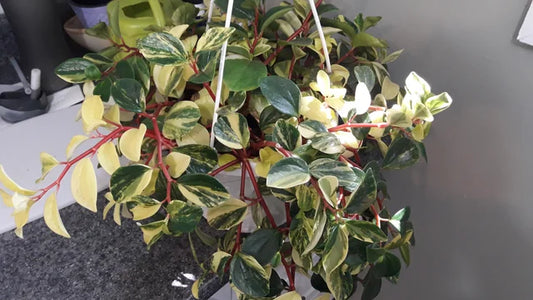 Peperomia European Trailing 4"