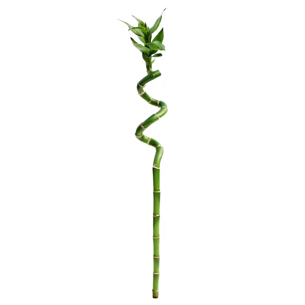 Lucky Bamboo Stems